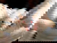 Wetenschap blijft maar proefdieren gebruiken, ondanks alternatieven