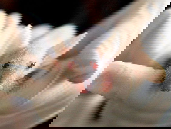 Wetenschap blijft maar proefdieren gebruiken, ondanks alternatieven