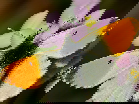 Fenolijn 7 april 2024