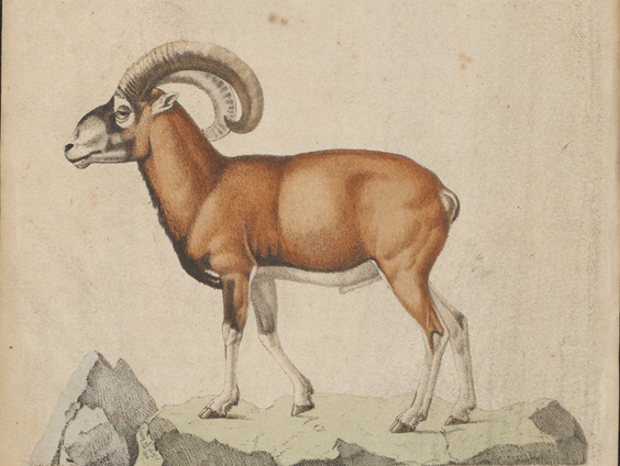 De inburgering van de moeflon