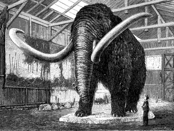 De mammoet ontmanteld