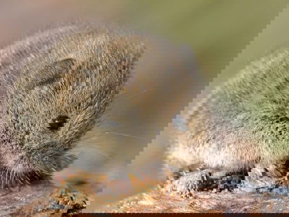 Jaar van de woelmuis