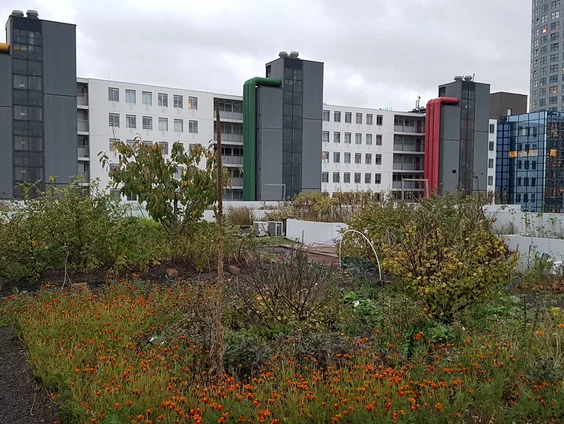Witte, blauwe en groene daken tegen hitte en voor regen