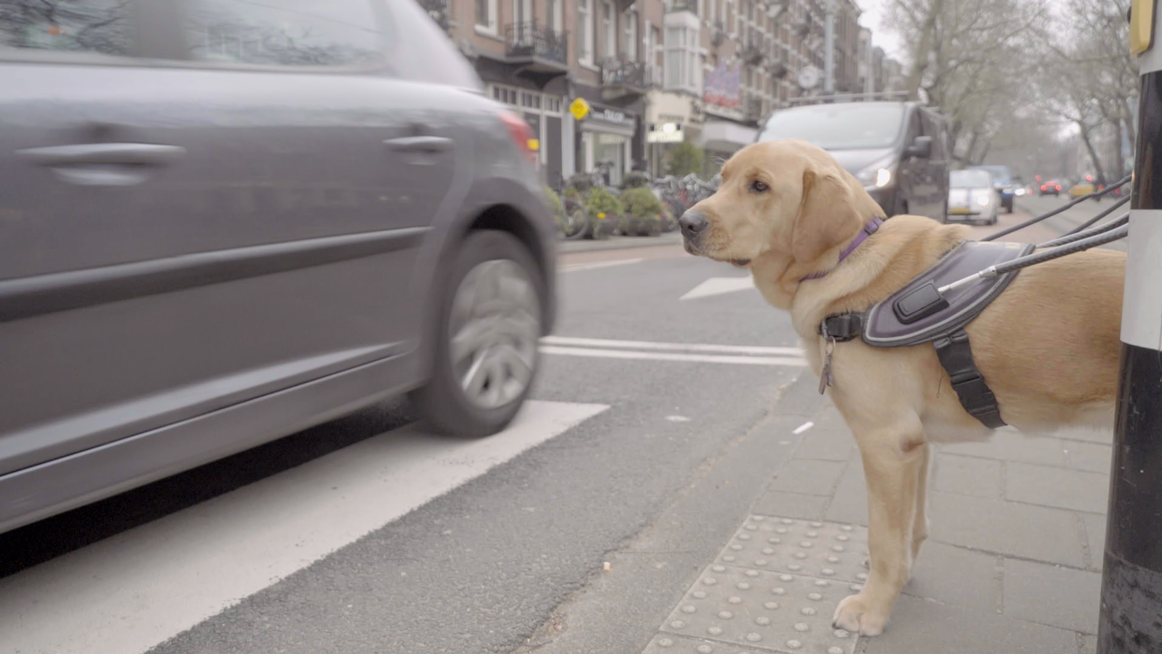 ‘Bij ons op de Hondenacademie’: nieuwe EO-serie toont de mensen achter de hulphond