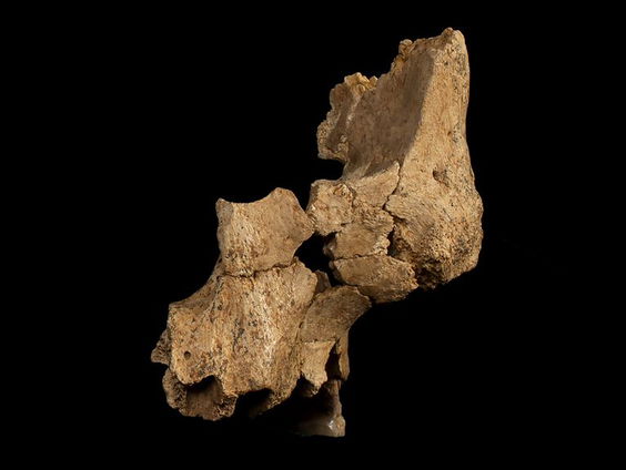 Oudste gezicht van Europa: 1,1 tot 1,4 miljoen jaar oud