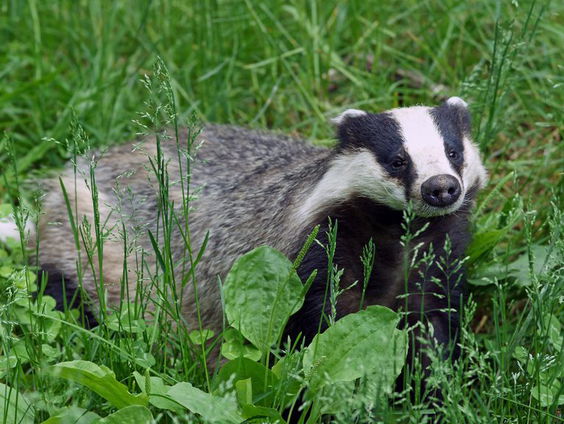 Dassenburchten: er zijn er veel meer rondom het spoor dan gedacht