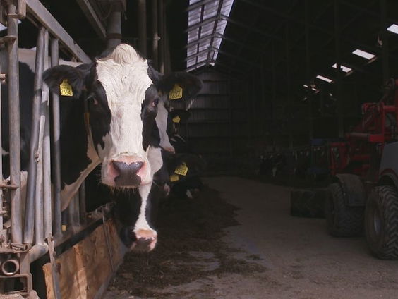 Hoe staat het met de stikstofplannen van kabinet Schoof?
