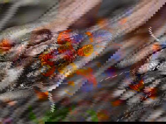 Waarom moeten we (juist wel) inzetten op palmolie?