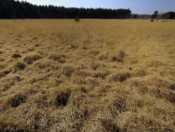 Wat zijn dieperliggende oorzaken voor de aanhoudende droogte?