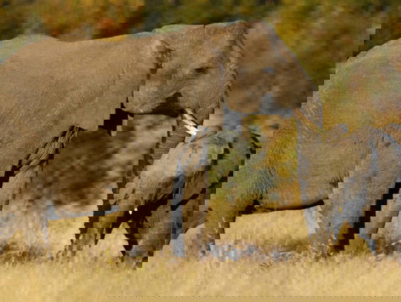 Onthullend boek over natuurorganisatie African Parks