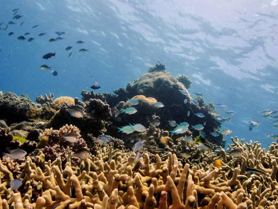 Great Barrier Reef massaal verbleekt: hoe is het nu gesteld?