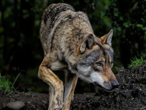 Wolven nog altijd banger dan de mens, blijkt uit dit onderzoek