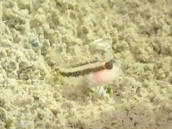 Zeeuwse Ruben Vermeule (19) ontdekte per toeval een vissoort in Nederland