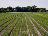 Boeren gebruiken fors minder bestrijdingsmiddelen