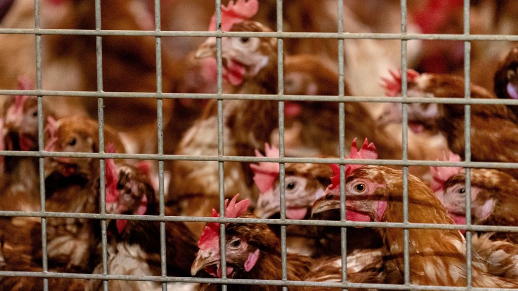 62.000 'leghennen' in Terschuur in gemeente Barneveld worden gedood vanwege de vogelgriep