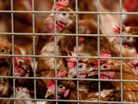 62.000 'leghennen' in Terschuur in gemeente Barneveld worden gedood vanwege de vogelgriep