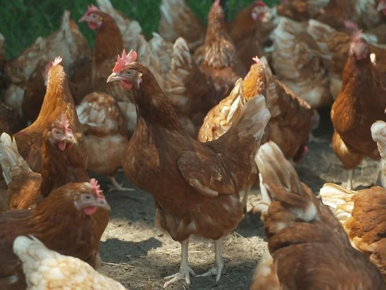 Opnieuw vogelgriep in Terschuur, in hart van pluimvee-industrie