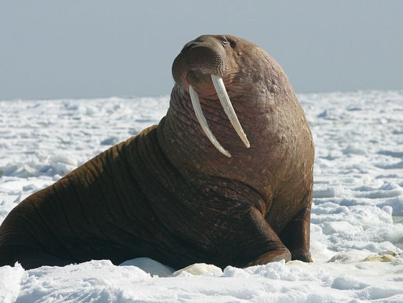 Walrus besmet met de vogelgriep