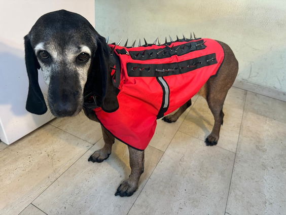 De betrekkelijke veiligheid van een anti-wolvenvestje voor honden