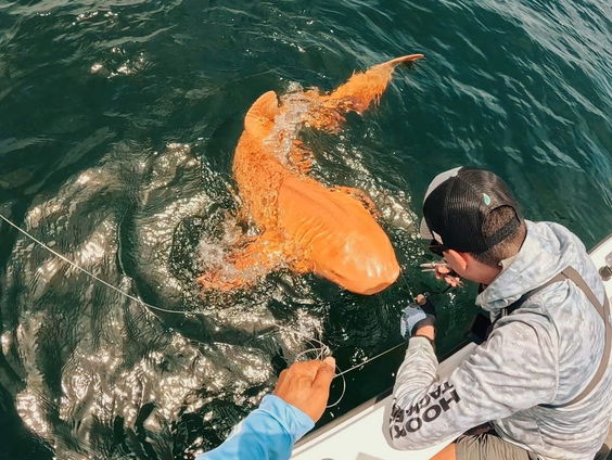 Oranje haai gevangen voor kust van Costa Rica