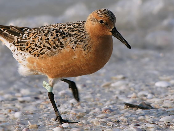 Rol van de vrouw splijt Christelijke Gereformeerde Kerken