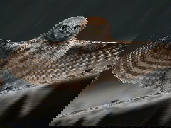 Nachtelijke avonturen met uilenkenner Ronald van Harxen