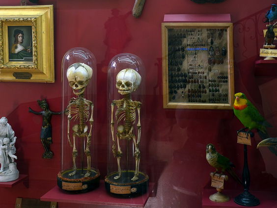 Het rariteitenkabinet van Midas Dekkers