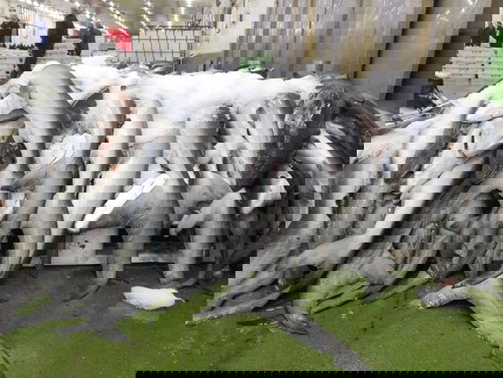 Van haaienvin tot luiaard: cruciale top over handel in bedreigde dieren