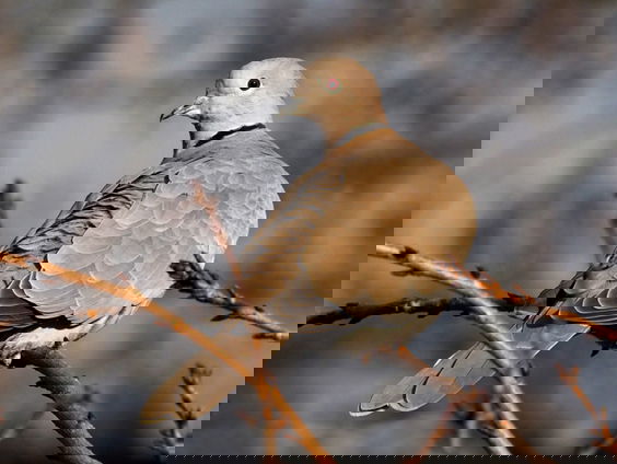 Fenolijn 2 februari 2025