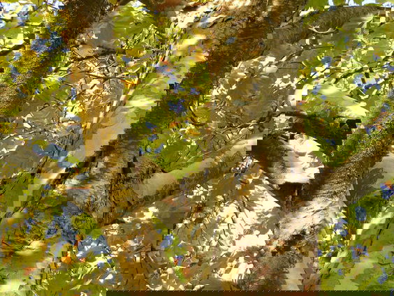 Fijnstof meten met de plataancheck