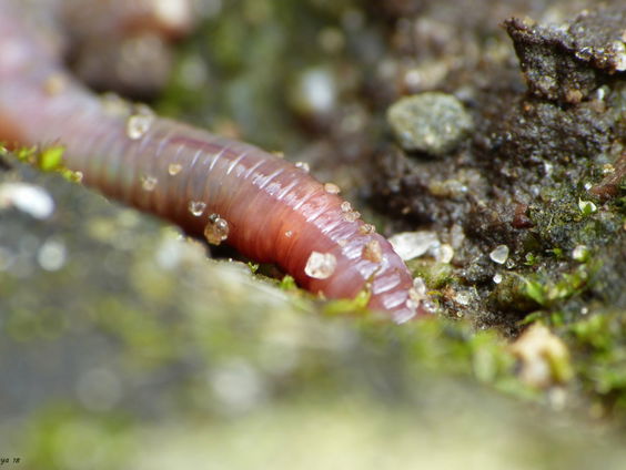 Hoe gaat het met de bodem: tel en weeg de regenwormen