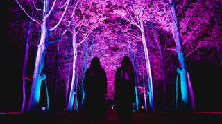 Wandelen vol licht in een donker Kralingse Bos