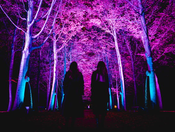 Wandelen vol licht in een donker Kralingse Bos
