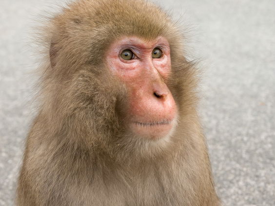 Afbouwen van onderzoek op apen: hoe snel kan dat?