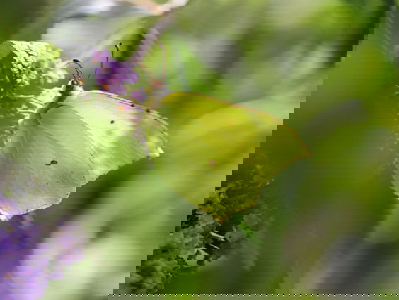 Fenolijn 2 maart 2025