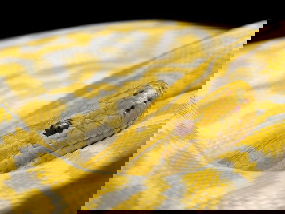 Kabinet start onderzoek naar positieflijst reptielen