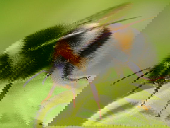 Fenolijn 16 maart 2025