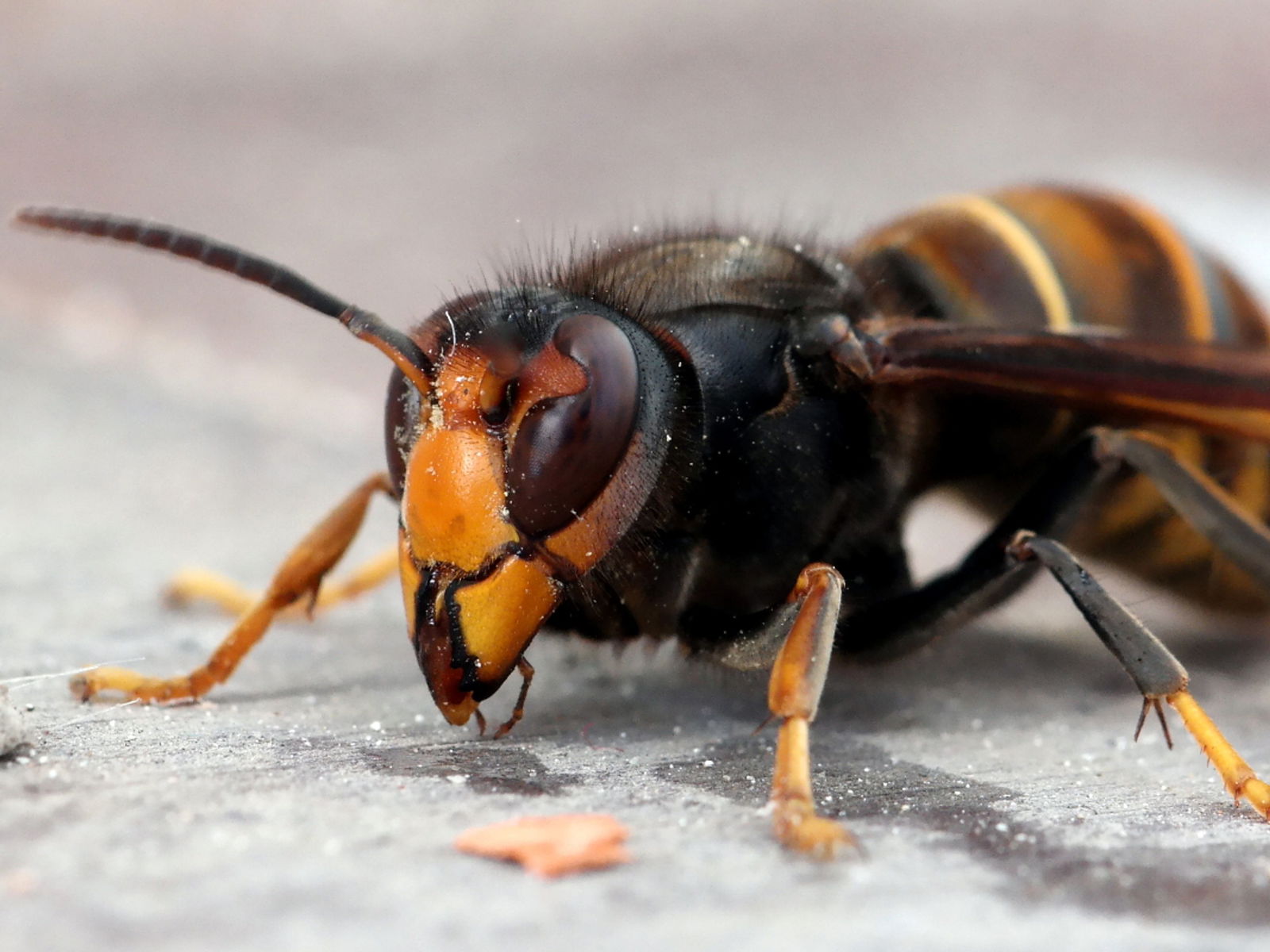 Wat niet bestreden kan worden moet men accepteren: welkom Aziatische hoornaar