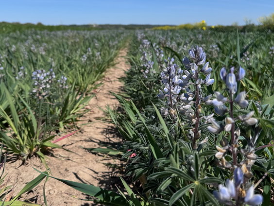 Lupine om te verduurzamen