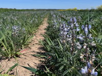 Lupine om te verduurzamen
