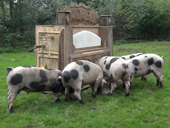Een orgel voor varkens: de knorgel + filmpje