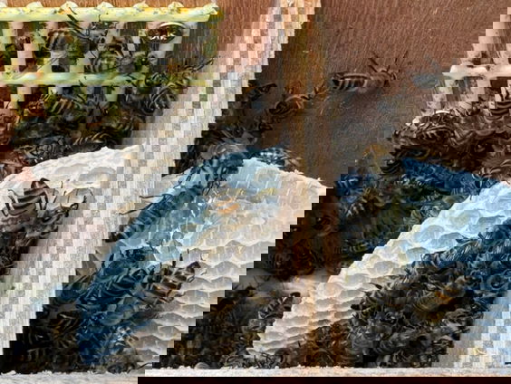 Voortplantingsstation voor zwarte bijen