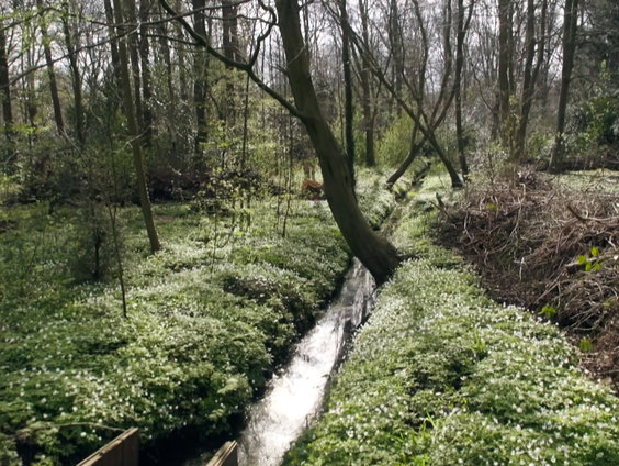 Het eerste beschermde bos van Nederland bestaat 450 jaar
