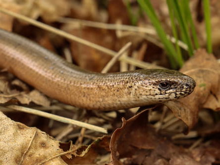 Waar zitten de Brabantse hazelwormen? + filmpje