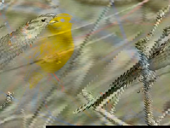 Eerste noten van de geelgors | Vogelzangcursus