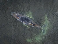 Bultruggate: hoe één walvis de wereld beroert