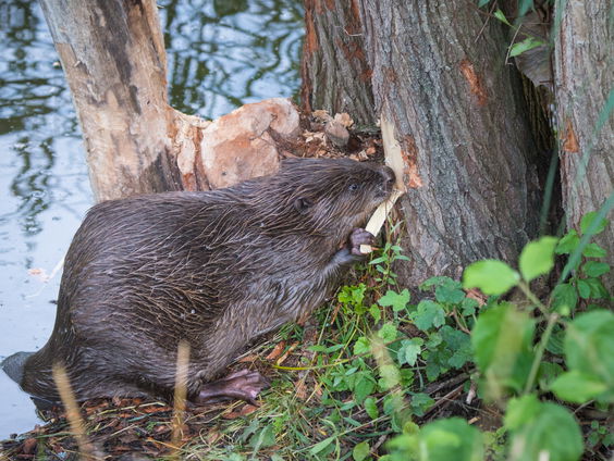 De Jaargetijden: de bever