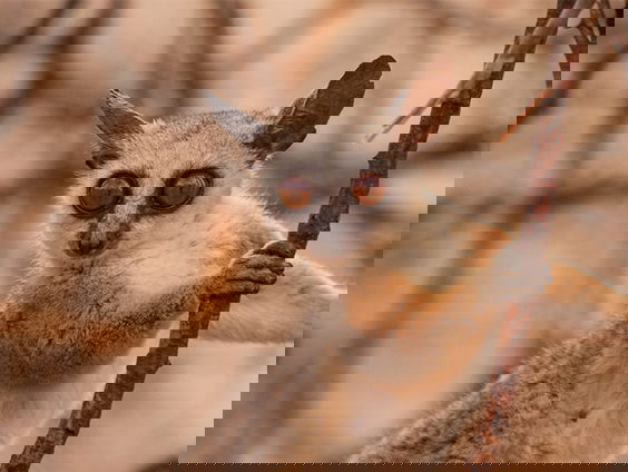 Twintig jaar apen observeren in Oost-Afrika