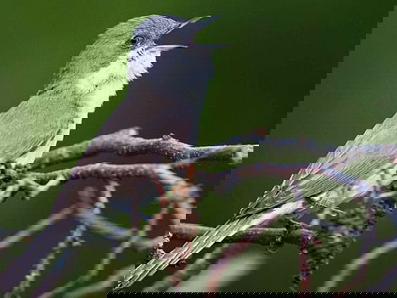 Geheimzinnige ratelaar, de braamsluiper | Vogelzangcursus #13