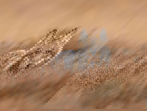 Hoe een wolf kan leren springen over wolfwerende rasters